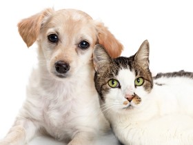 ペットを亡くされた経験を教えてください　飼い主さんアンケート実施中