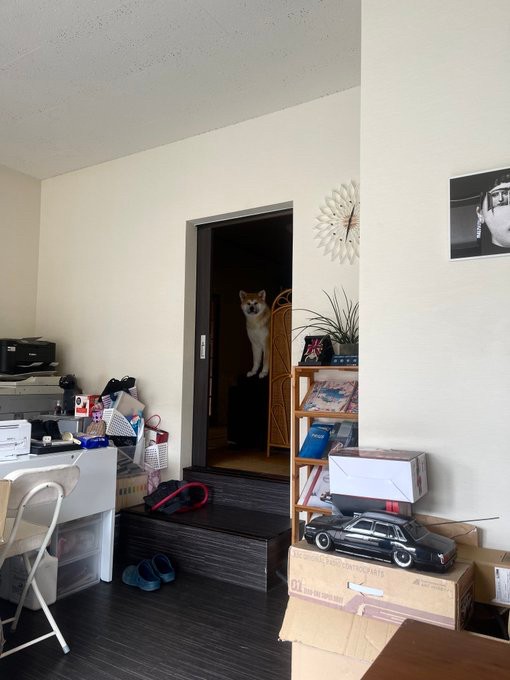 座標バグ犬（提供：TIM.🫀Glithes.さん）