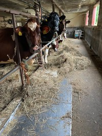 「これ、どういうこと！？」みんなが視線を合わせて訴えています（提供：よしださん）