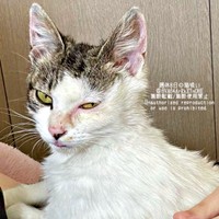 保護当時のねこさん。10カ月後のアフター姿に感動の声続出（画像提供：週休8日の猫吸いさん）