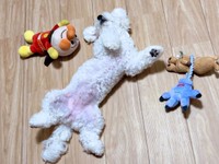 ママが帰宅するとーーぬいぐるみに囲まれてへそ天になっていたアポちゃん（画像提供：あぽちぃさん）