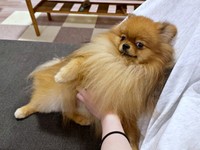 飼い主さんをチラッと見るミルモくん（画像提供：ミルモとポン！さん）