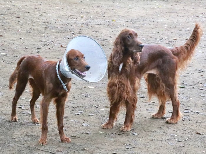 それでも２匹は仲よくいつも一緒（知枝さん提供）