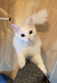 キャットタワーで無邪気に遊ぶ