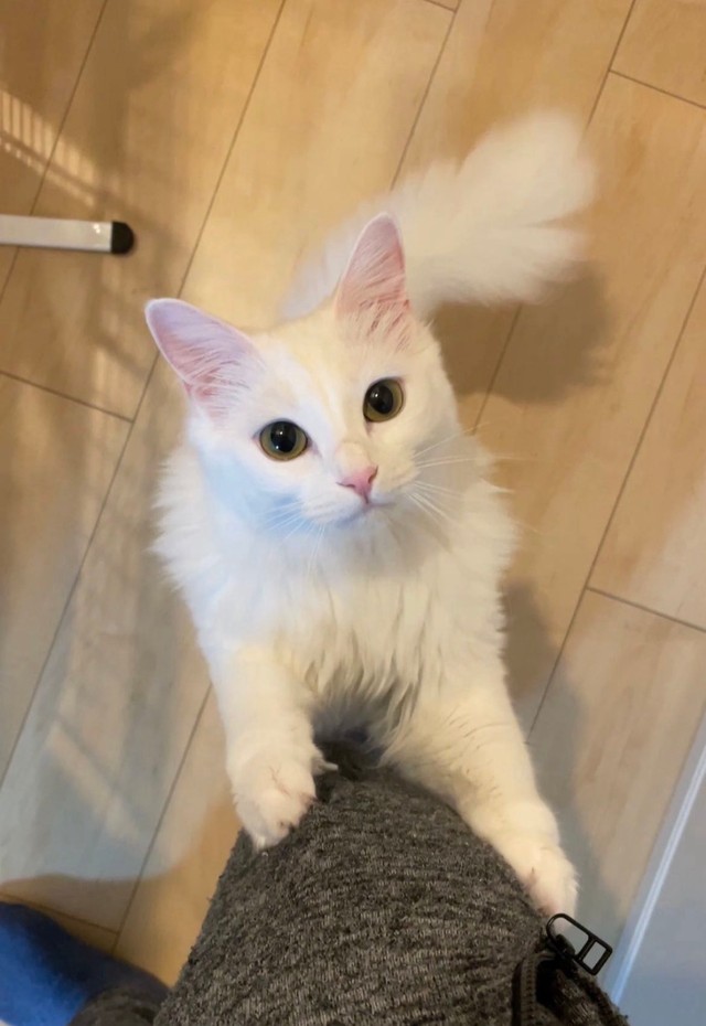 キャットタワーで無邪気に遊ぶ