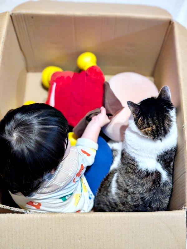猫と子どもが織りなす「平和な世界」 段ボール箱のなかで広がった愛