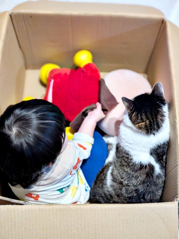仲良くちょこん！ 段ボール箱のなかで過ごす1歳の息子さんとローズちゃん（画像提供：だいちゃんさん）