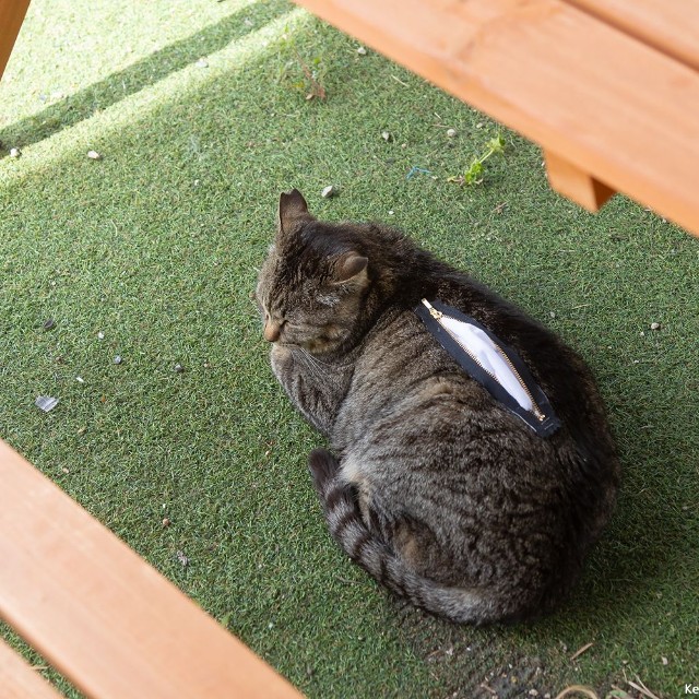 中身が気になる