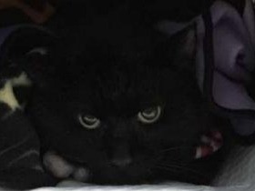 妻に内緒で引き取った黒猫　猫エイズを乗り越えて