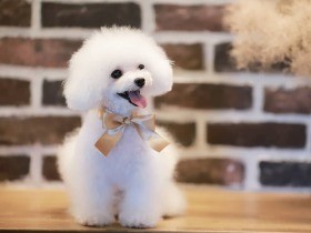 毎日が楽しいと思えるようになった…家族を笑顔にするティーカッププードル「あいす」