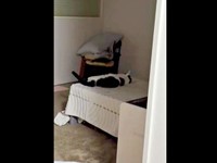 留守番させられ、すねてしまったむすびくん（画像提供：猫のしお＆むすび、飼い主はろでさん）