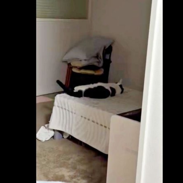 留守番させられ、すねてしまったむすびくん（画像提供：猫のしお＆むすび、飼い主はろでさん）