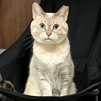 まん丸おめめとお顔がキュートなうるりちゃん（画像提供：うるりちゃん）