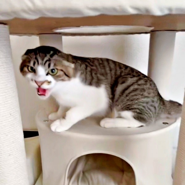 しばしお怒りモードになったそぼろくんそぼろくん（画像提供：おかかとそぼろの成長記録さん）