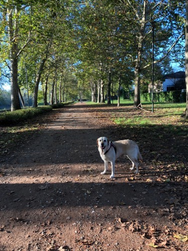 お散歩を楽しむグレース。