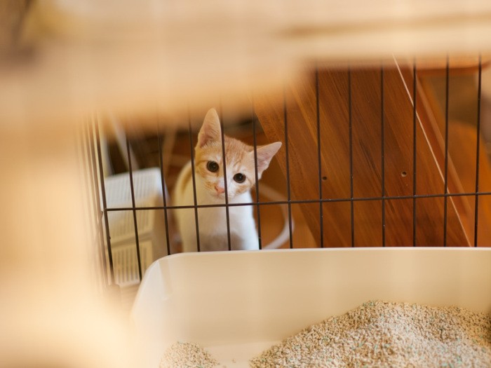 「僕さっきトイレ流したかな？」（小林写函撮影）