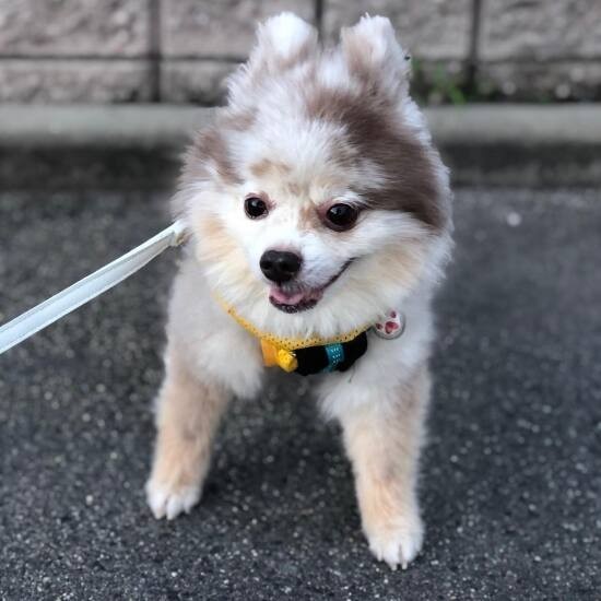 家にきたころの「アズール」