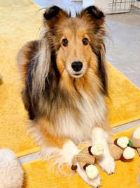 人間の言葉をよく理解しているこわたちゃん（画像提供：こわた＋こいとさん）