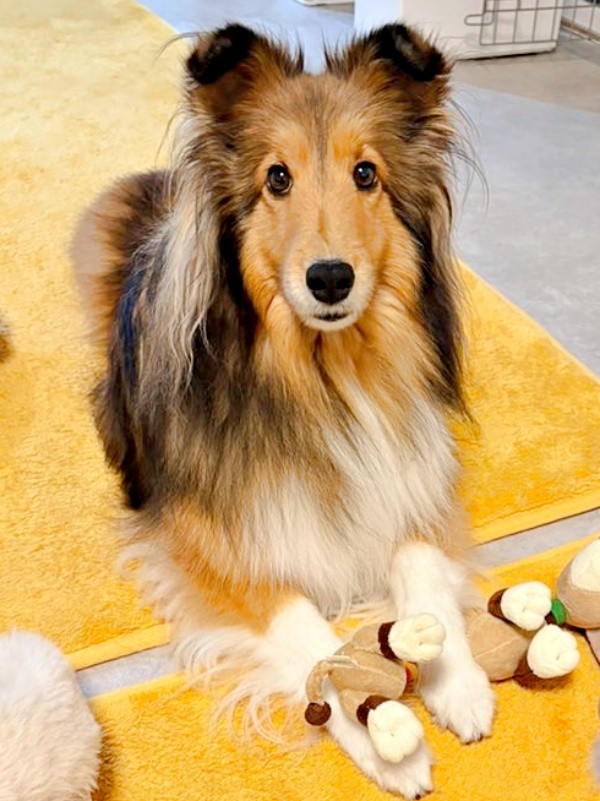 人間の言葉をよく理解しているこわたちゃん（画像提供：こわた＋こいとさん）