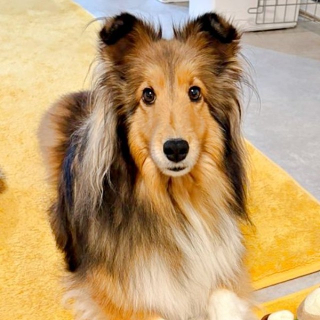 人間の言葉をよく理解しているこわたちゃん（画像提供：こわた＋こいとさん）