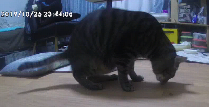 見守りカメラからぽーんと出たおやつを夢中で食べています（スマホで撮影）