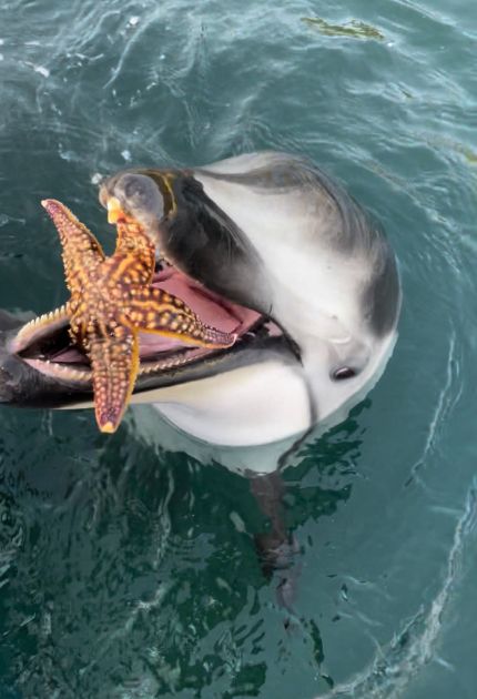 どう？ 気に入った？」飼育員さんにドヤ顔のイルカ→口にくわえた“ある