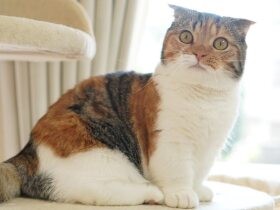初めて会ったとき、元気がなかった私にニッコリ微笑んでくれた　マンチカン「みゆき」