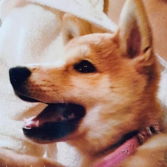 家にきたころの「もぴこむ」