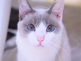 ２０１８カメラ目線で賞　ハチワレ猫「すず香」