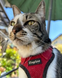 ハーネスをつけてお散歩に行くこともある＝santatogenさん提供
