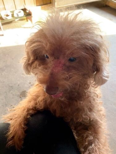 家にきたころの「ハッピー」