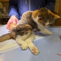 後ろ足の神経がダメになってうまく歩けません。病院でお灸と鍼をしています。