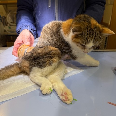 後ろ足の神経がダメになってうまく歩けません。病院でお灸と鍼をしています。