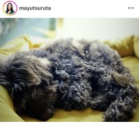 鶴田真由インスタグラム＠mayutsurutaより