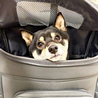 新しい“お出かけリュック”が気に入ってずっと入ってるごまちゃん（画像提供：豆柴ごま娘さん）