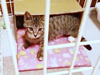 母猫に連れられて来た生後推定2カ月のココロちゃん（画像提供：ココロさん）