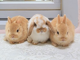 ペットとして唯一無二の存在・うさぎ