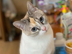 なんか怪しいな…　疑いのまなざしを向けるマンチカン「あんず」