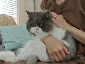 ペットとどう出会う？　保護犬や保護猫を引き取るという選択