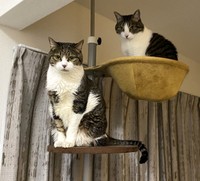 ボールは好きです（提供：鴻池剛さん）