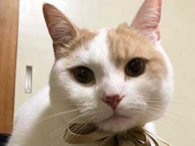 リボンをつけてご満悦　顔も目もまん丸なマンチカンの「夏」　