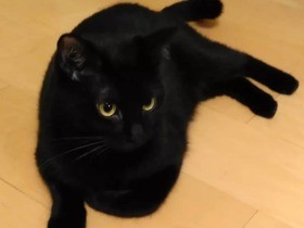 大きな台風の前夜、きゅーきゅー鳴いていて保護された　黒猫「きゅうと」　