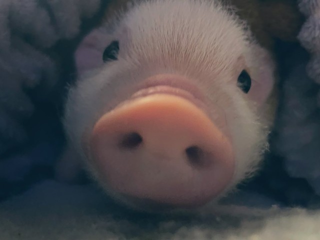 お鼻の主張が激しめ？どアップのとんすけくん（提供：ミサママ(癒され亭の園長さん）