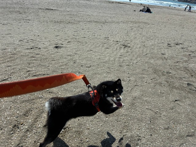 はしゃぐ姿も可愛い！（画像提供：べちかさん）