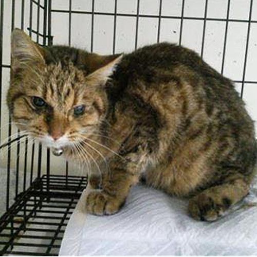 大怪我をして倉敷の保健所に収容されていた時…