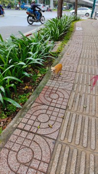 ベトナムで見かけた…チワワ？（写真提供：東風遥香さん）