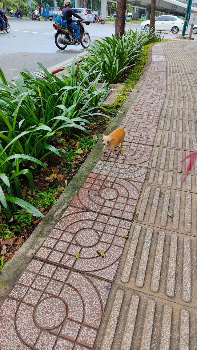 ベトナムで見かけた…チワワ？（写真提供：東風遥香さん）