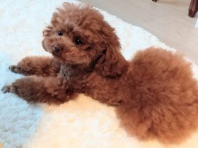 ふう…お友達と遊び疲れてひと休み　もふもふのトイプー「テテ」