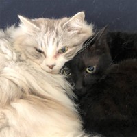 かぼすちゃんとみりんくん、仲良くくっつきます