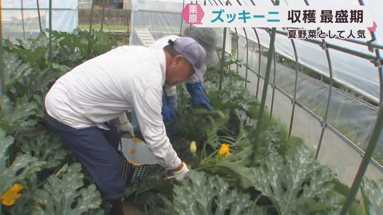 夏野菜ズッキーニの収穫が盛ん　宮城・栗原市